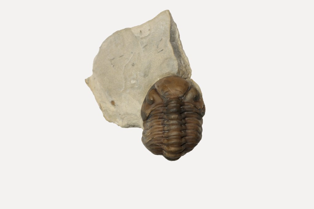 Acernaspis orestes trilobite