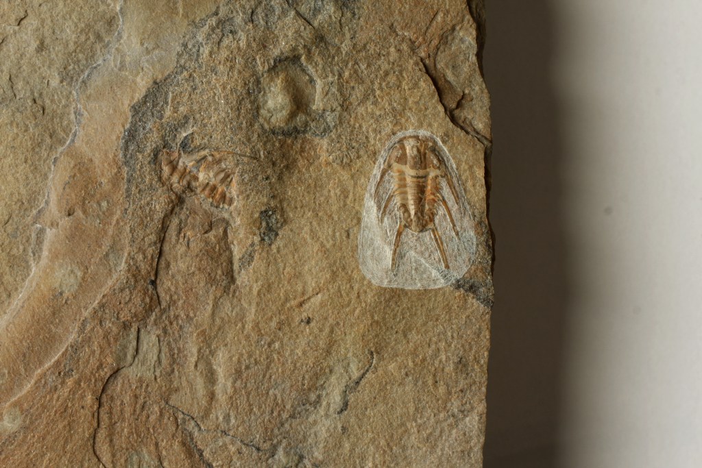 Albertella longwelli trilobite