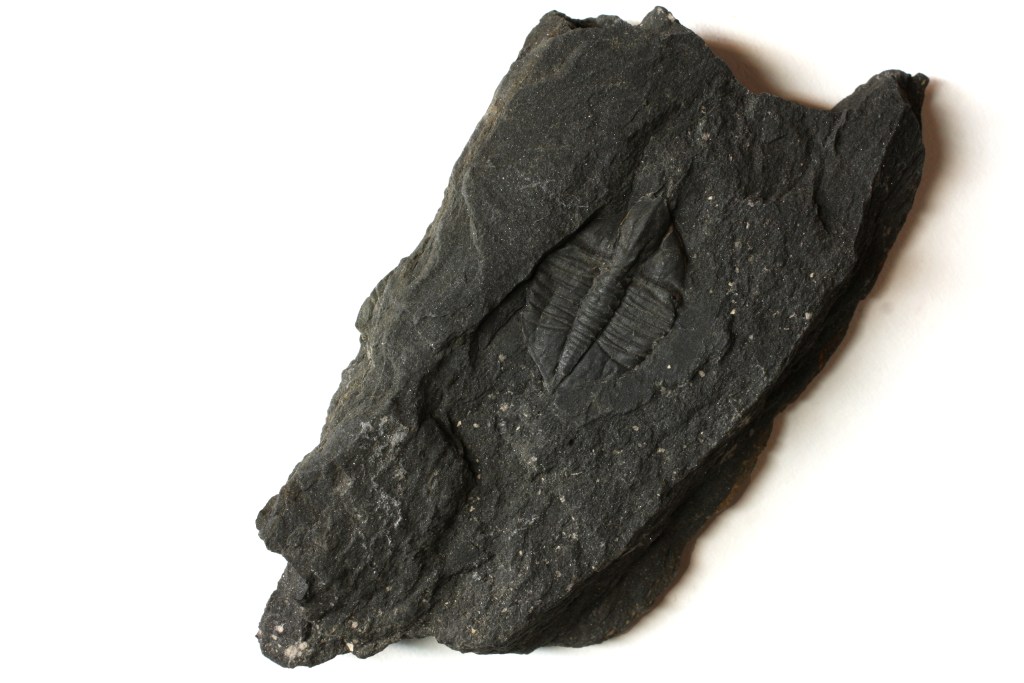 Ampyx linleyensis Trilobite