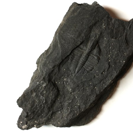 Ampyx linleyensis Trilobite