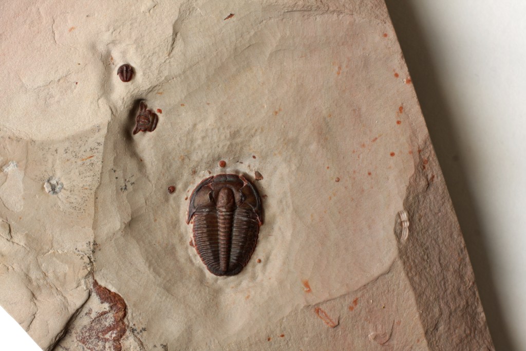Elrathia kingii