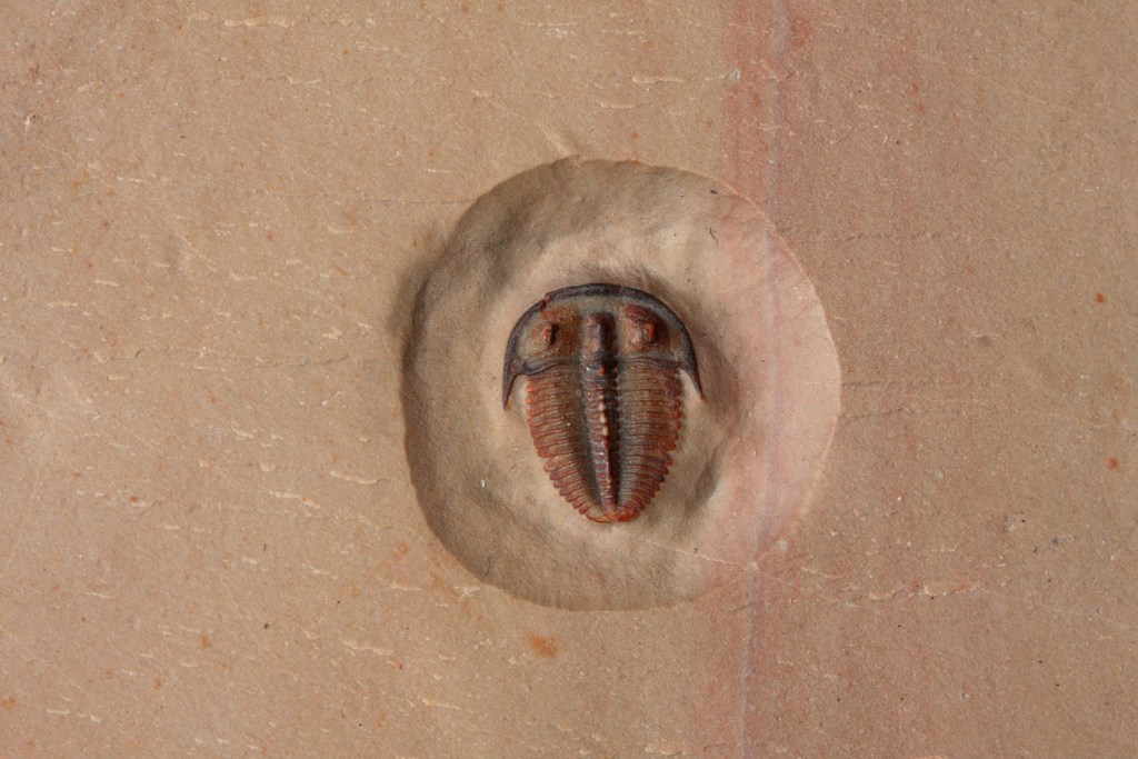 Bolaspidella