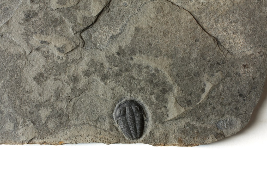 Bolaspidella jarrardi trilobite