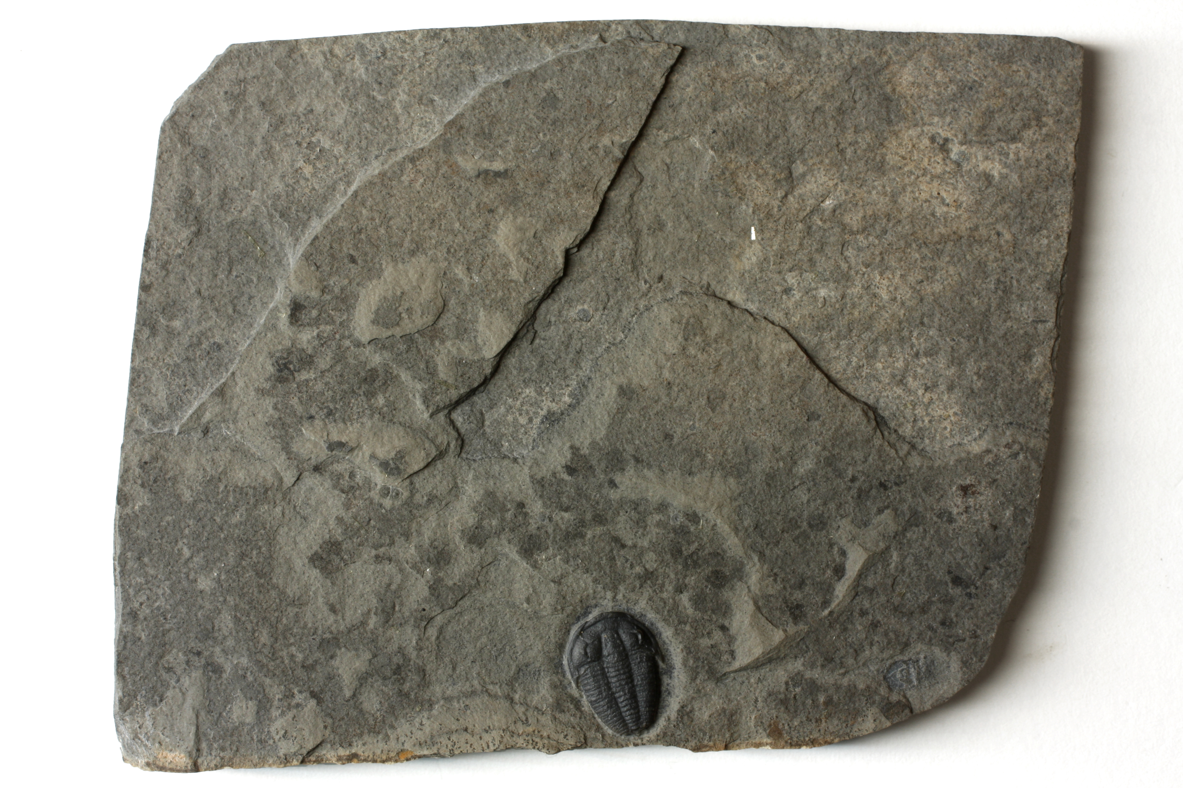 Bolaspidella jarrardi trilobite