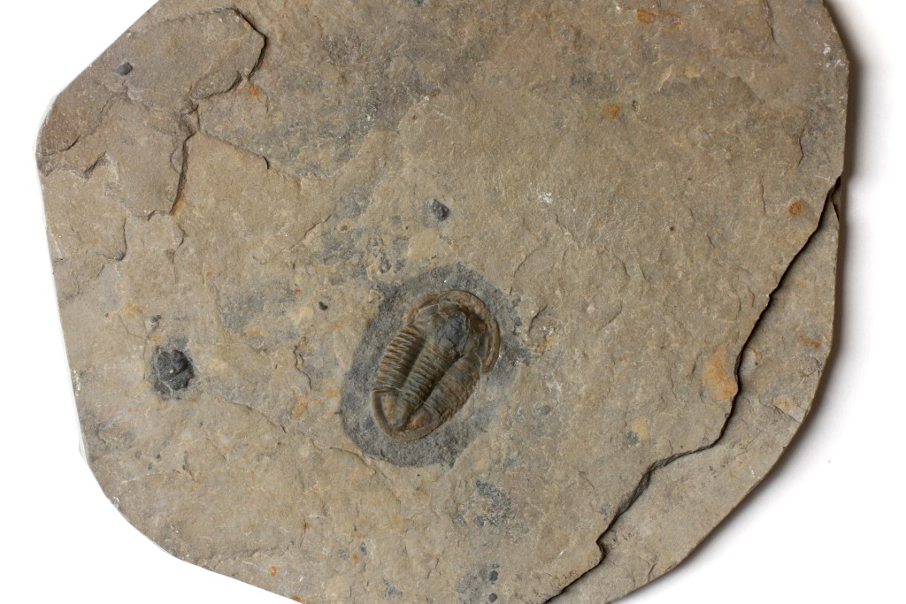 Asaphiscus wheeleri trilobite