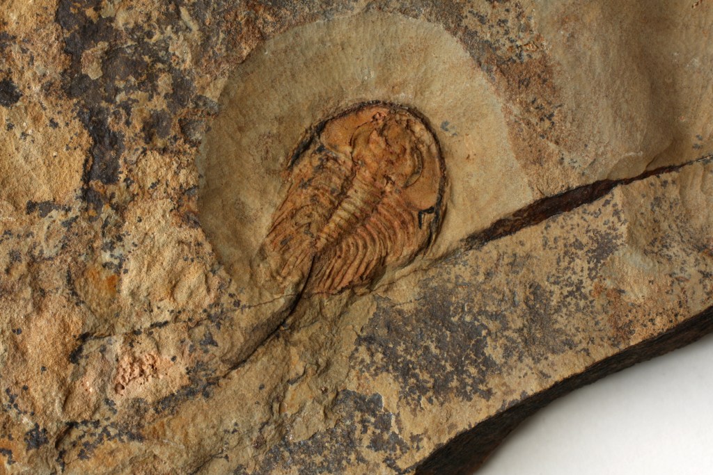 Elliptocephala