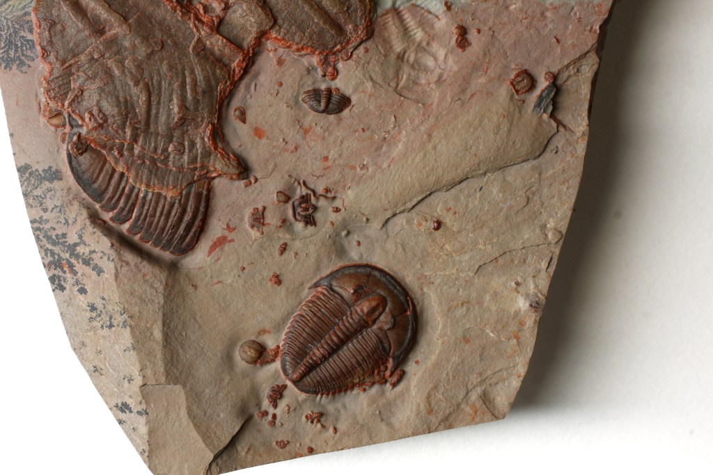 Elrathia kingii trilobite pile