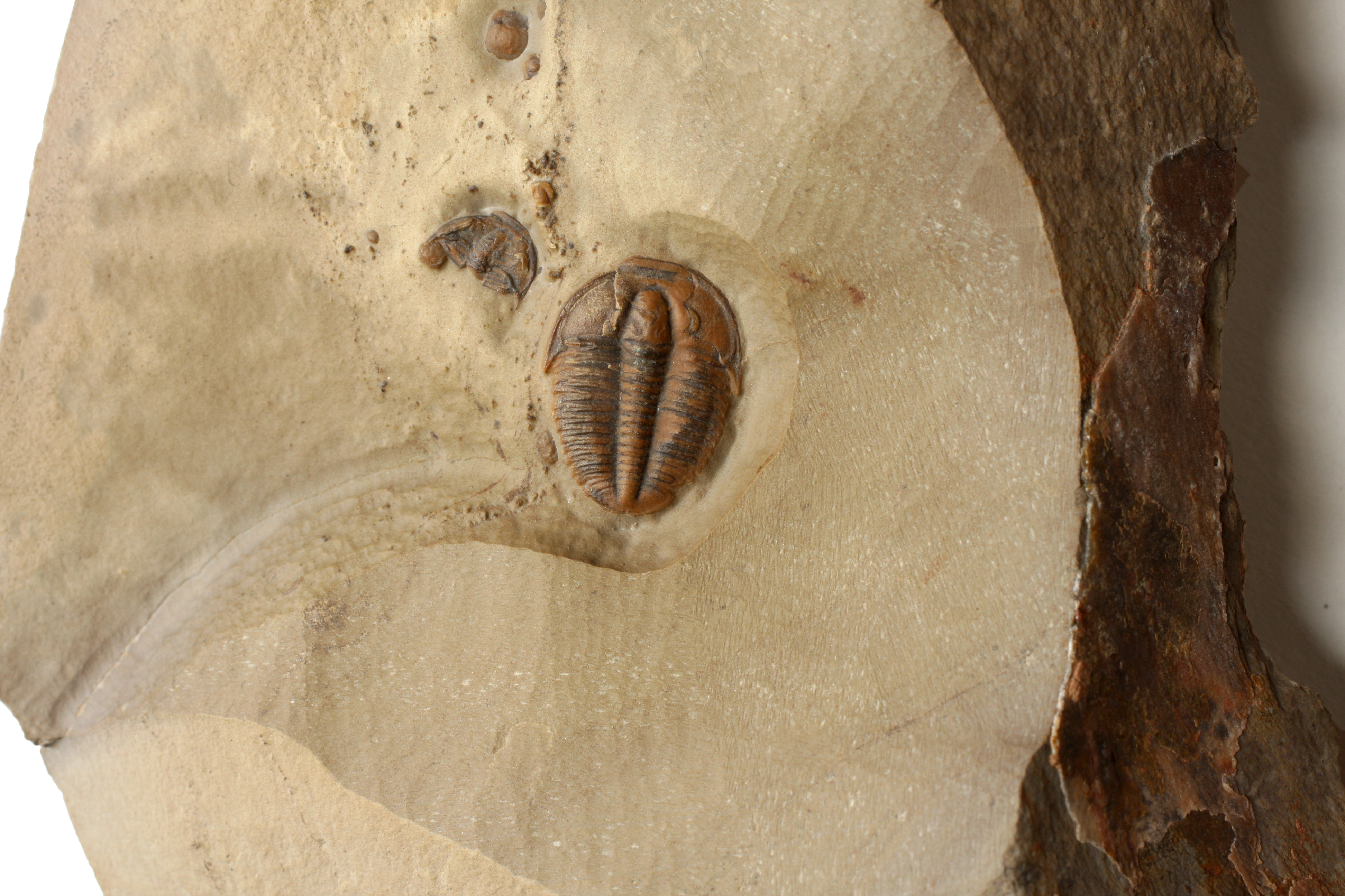 Elrathia marjumi trilobite