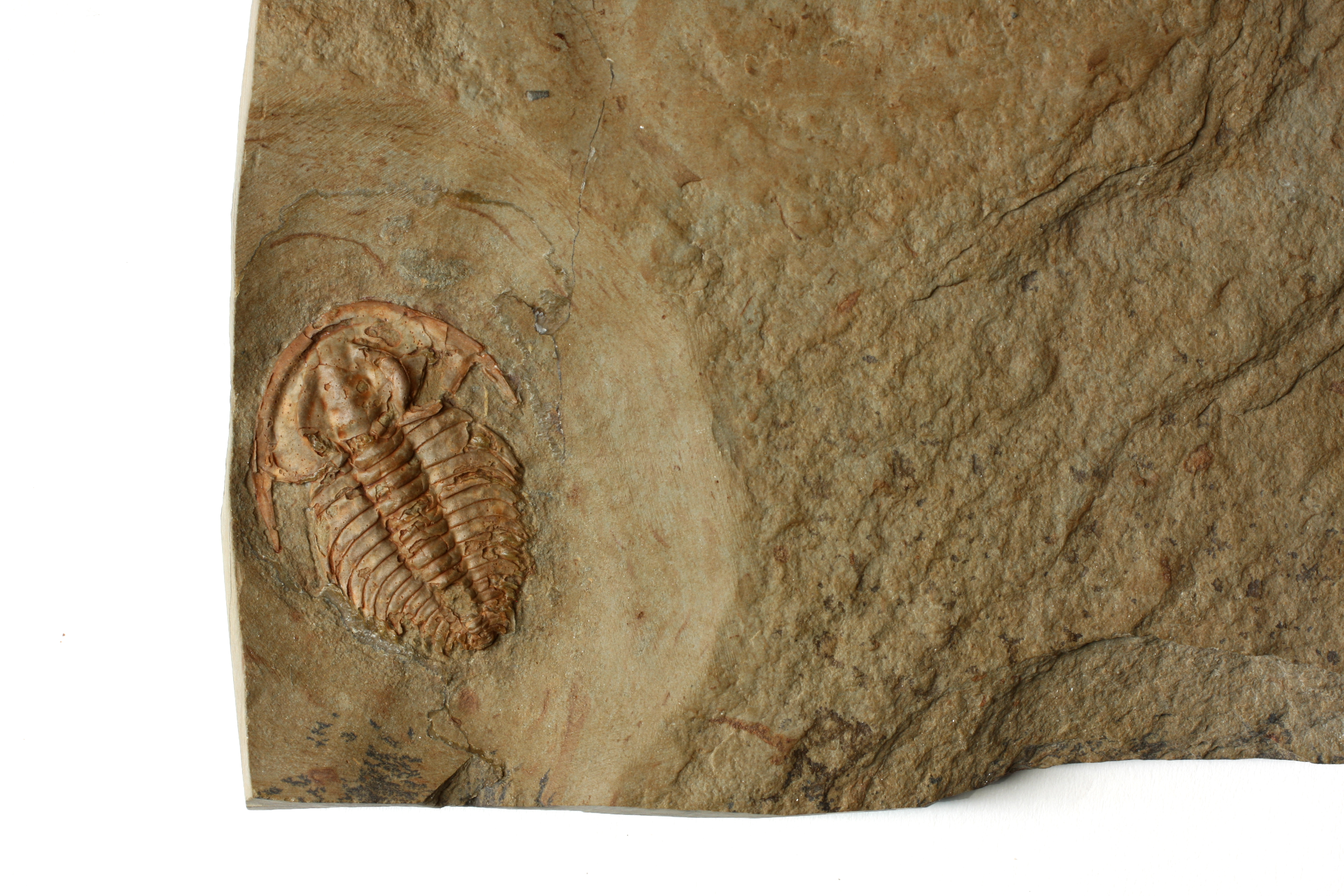 Eofallospis trilobite