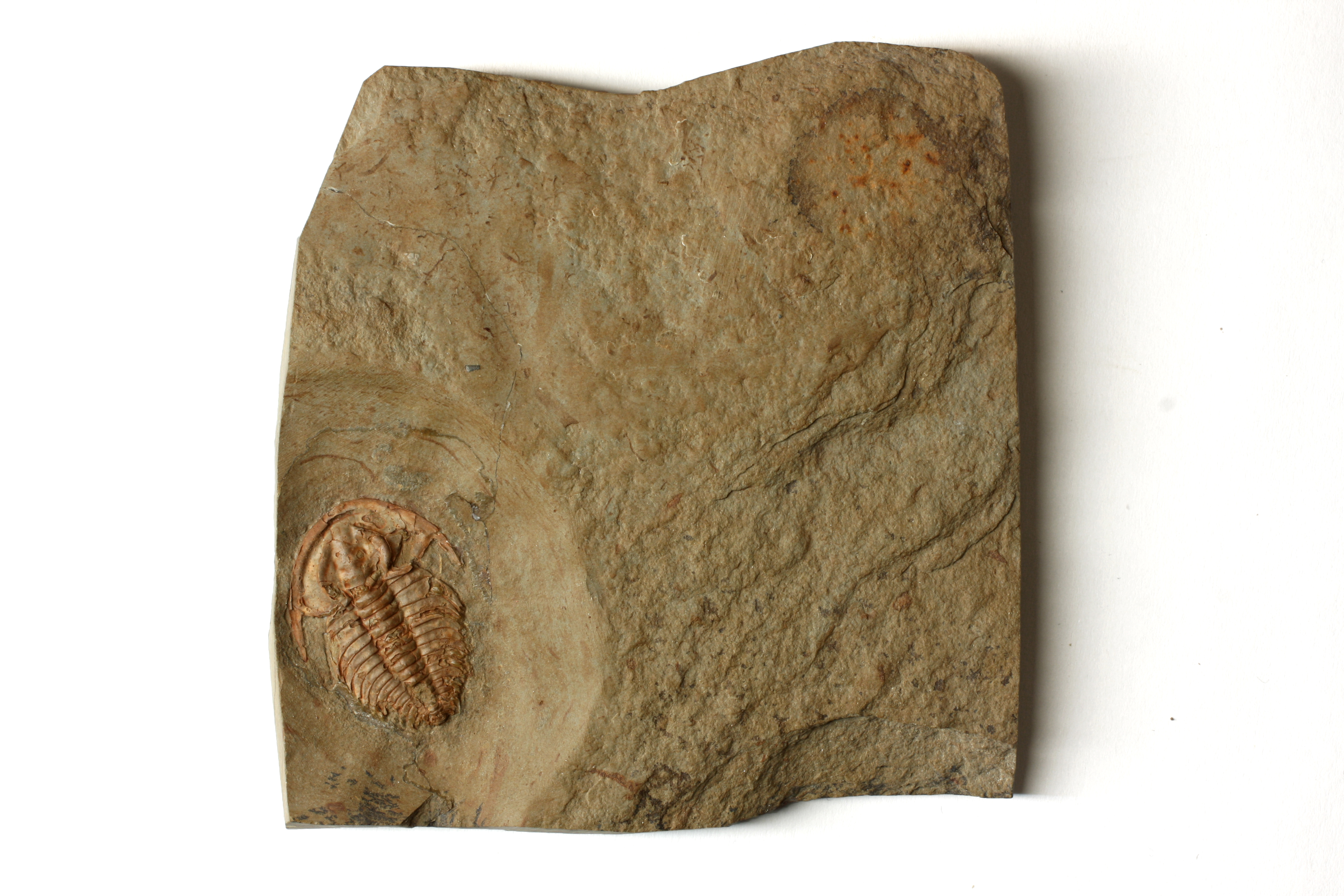 Eofallospis trilobite