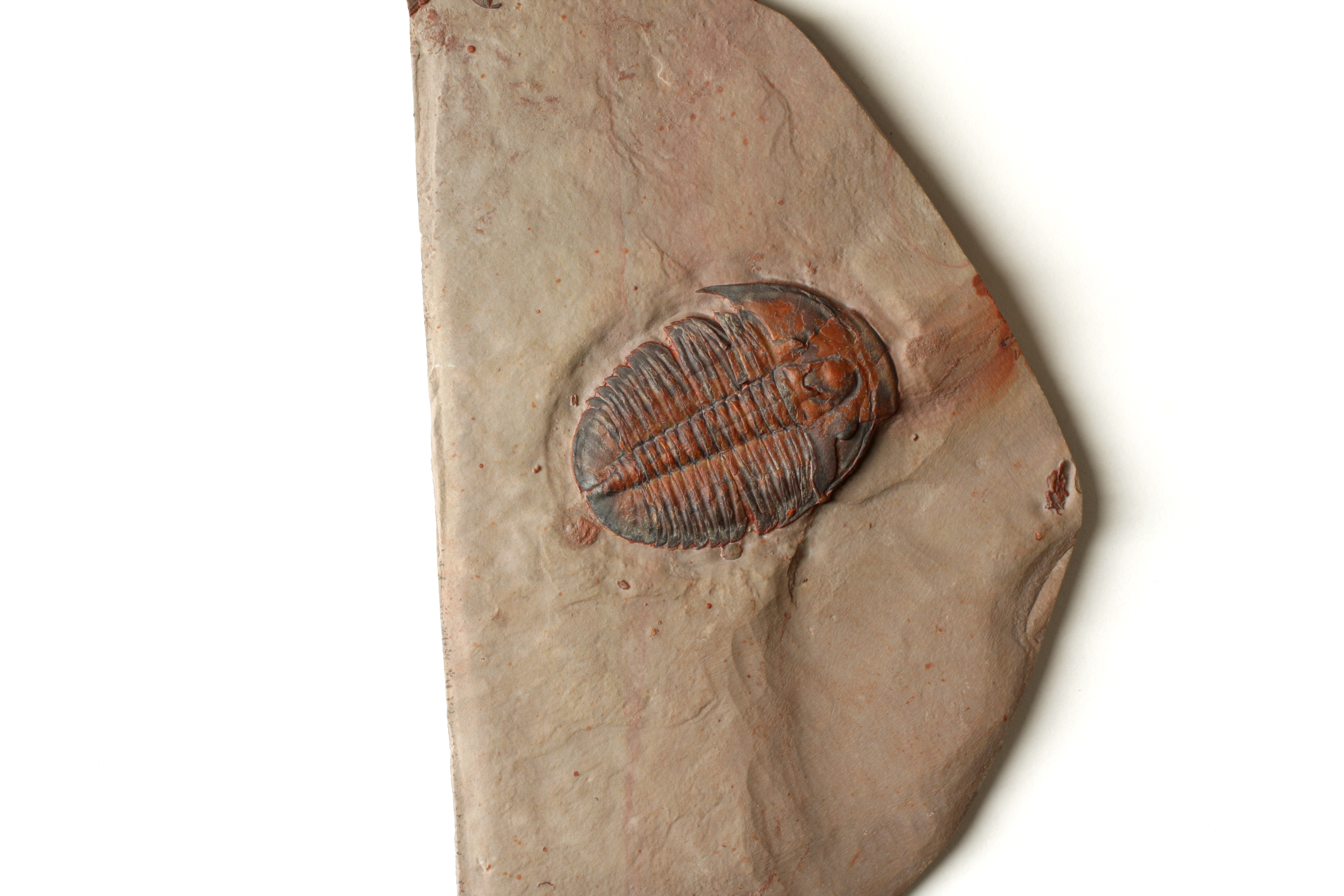 Large Red Elrathia kingii Trilobite