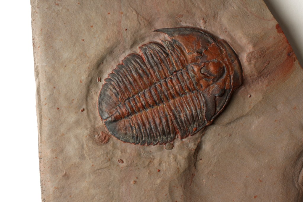 Large Red Elrathia kingii Trilobite