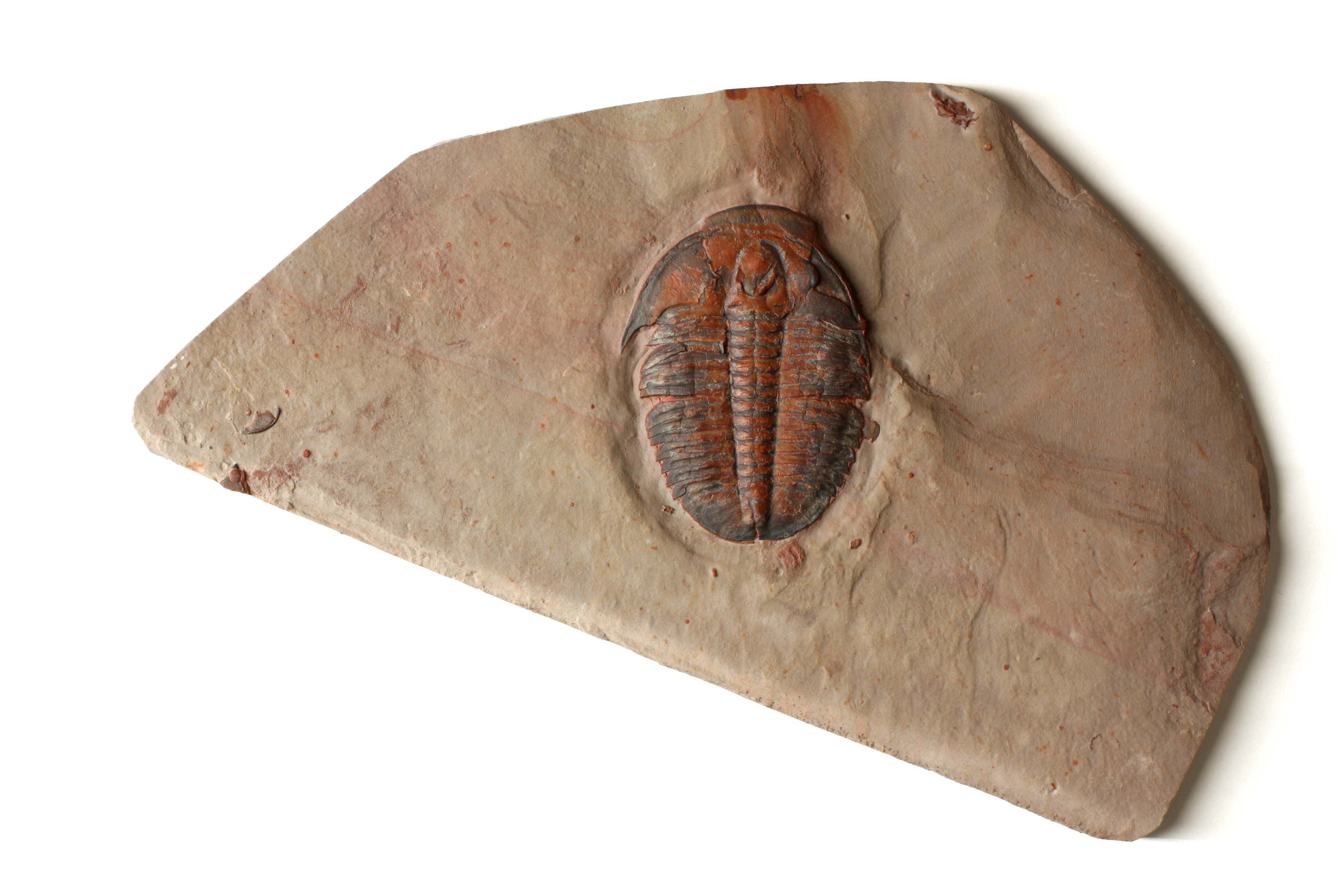 Large Red Elrathia kingii Trilobite