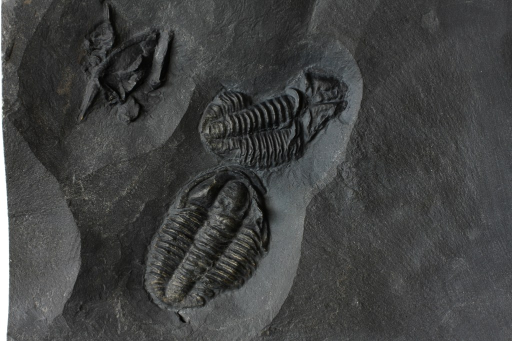Modocia brevispina trilobites