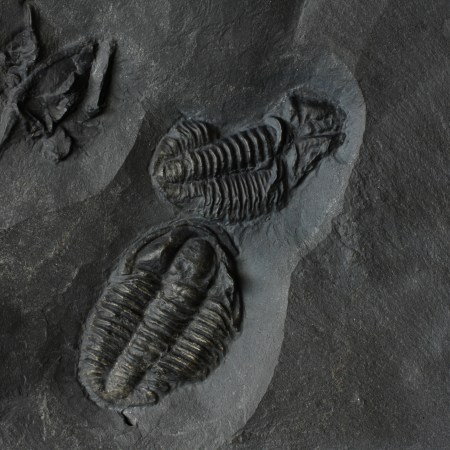 Modocia brevispina trilobites