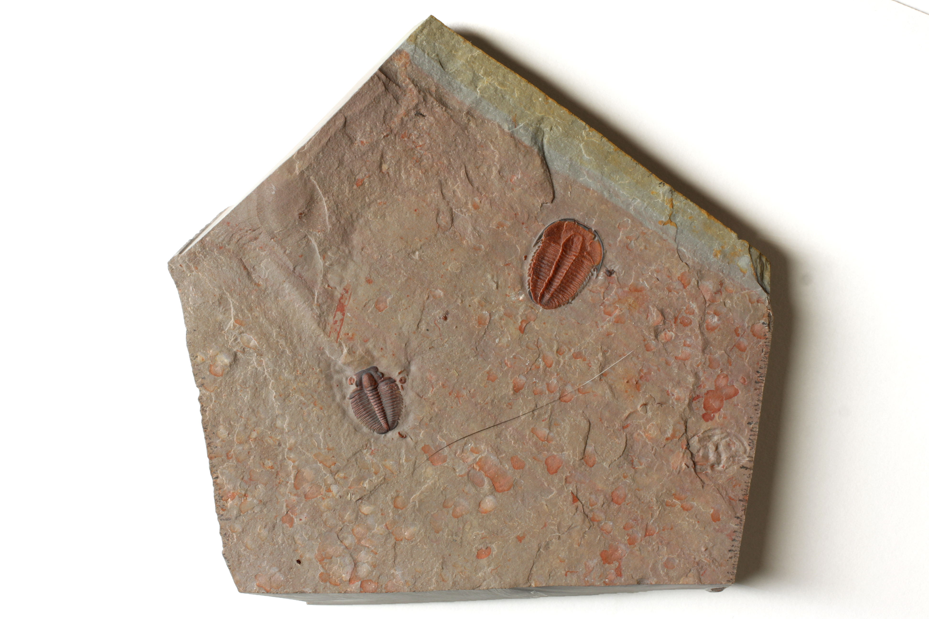 Elrathia trilobite
