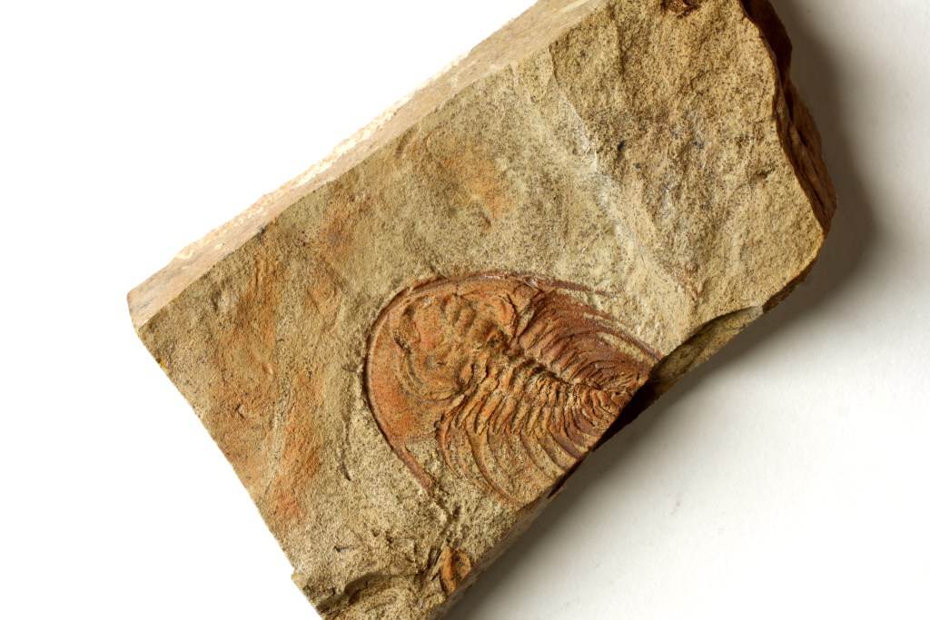 Teresellus goldfieldensis trilobite
