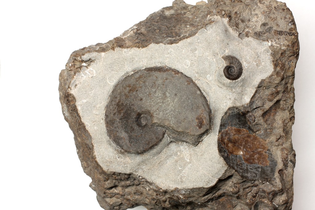 Utah Ammonites