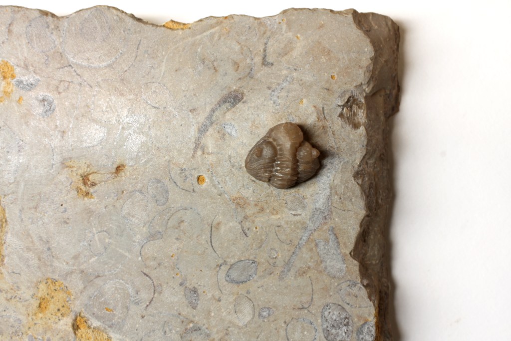 Walencrinuroides trilobite