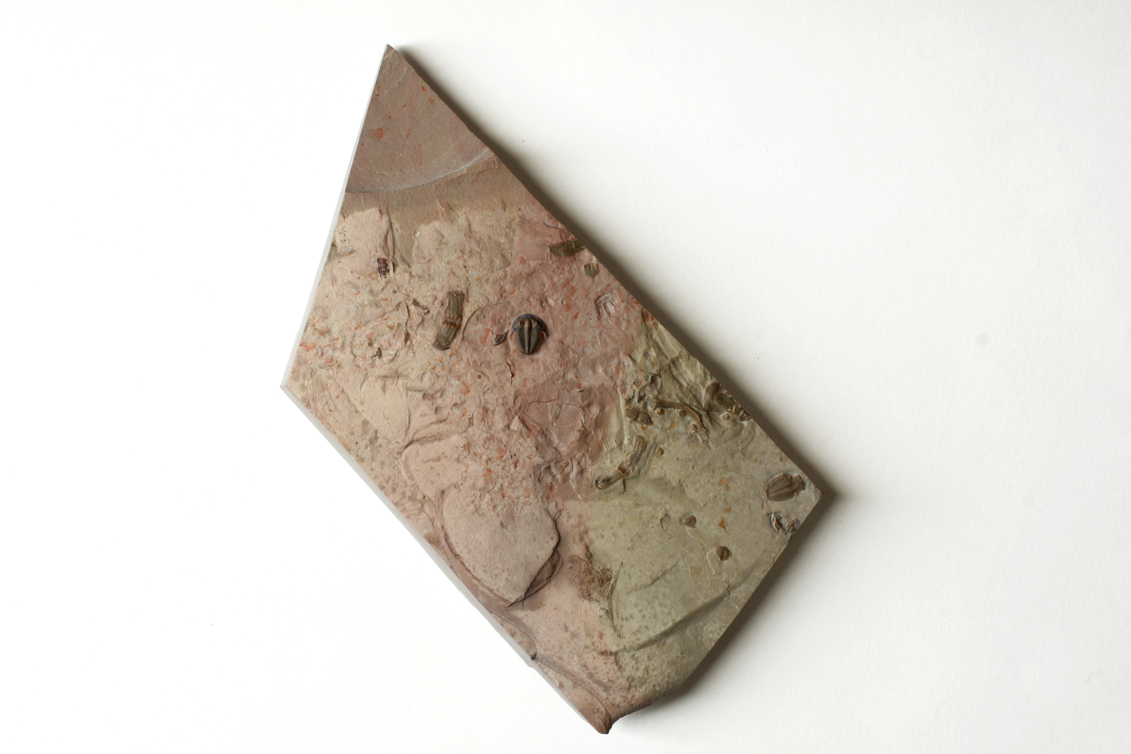 Elrathia kingii trilobite