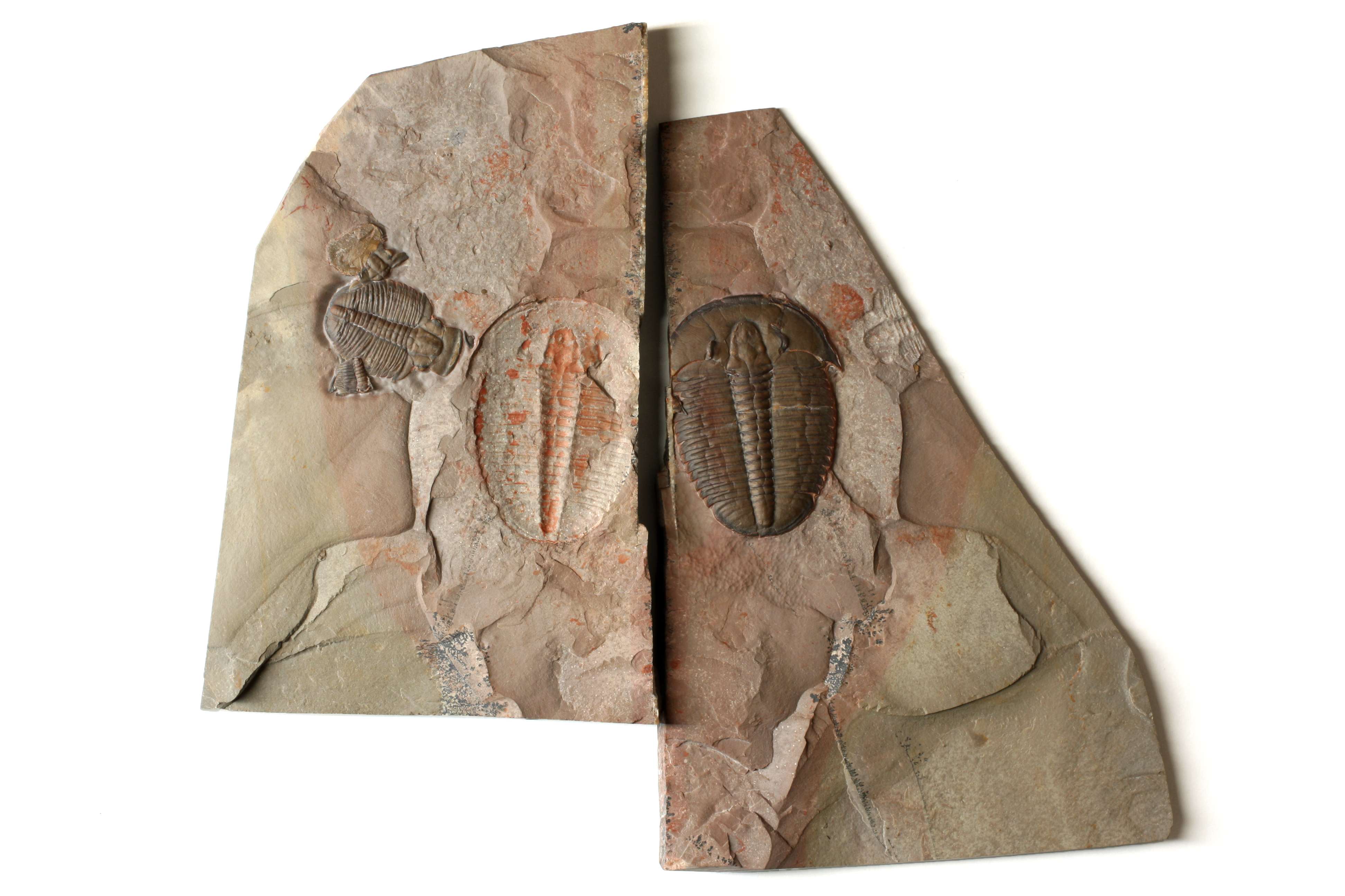 Large Elrathia kingii