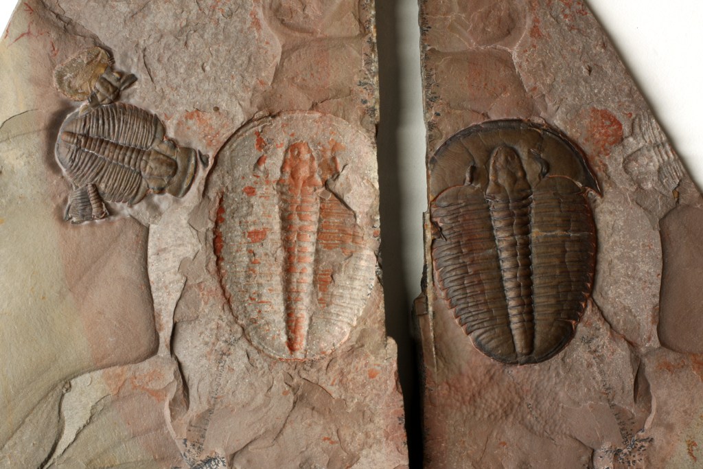 Large Elrathia kingii