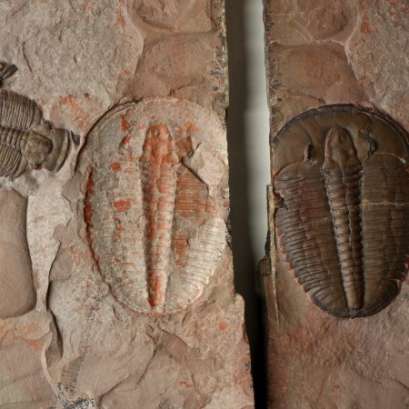 Large Elrathia kingii