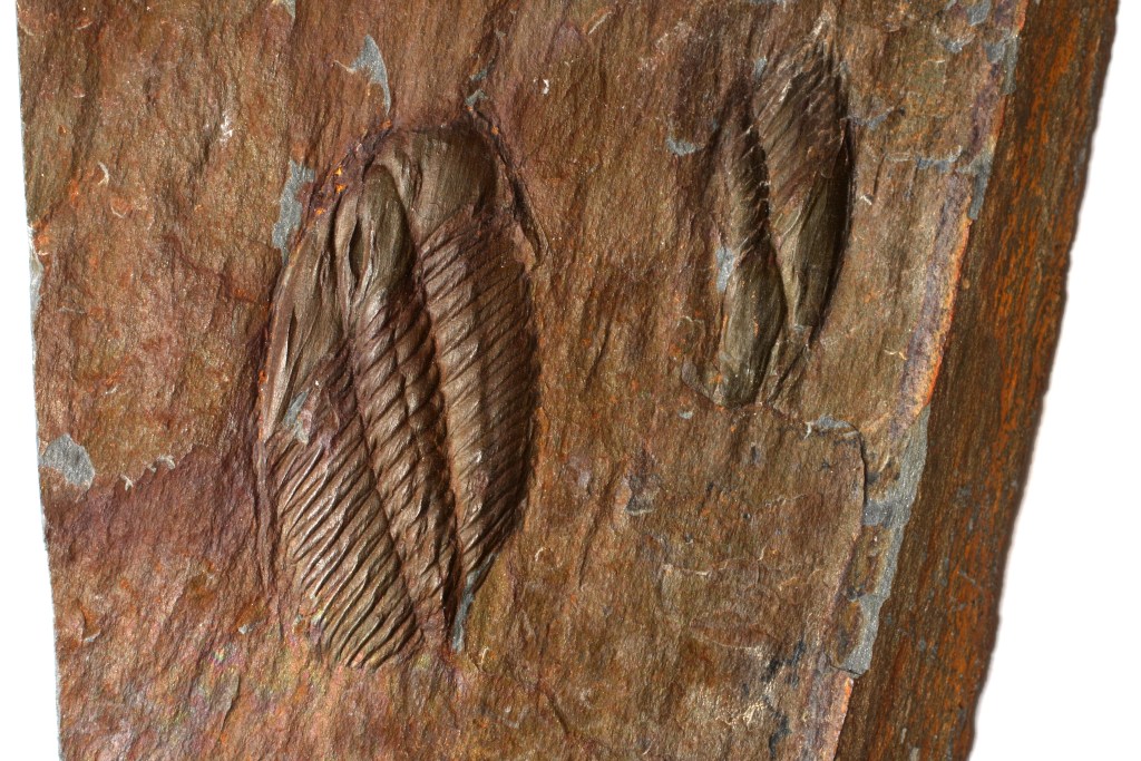 Angelina sedgwicki trilobite