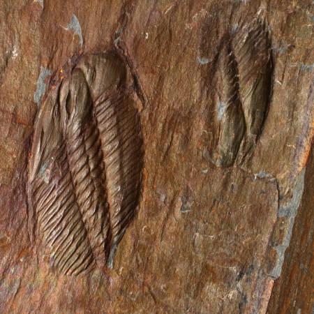 Angelina sedgwicki trilobite