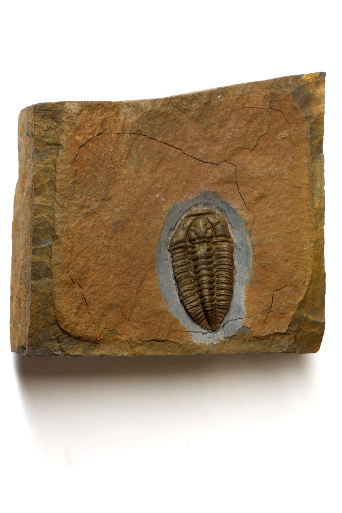 Platycalymene