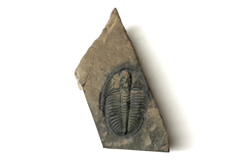 Ogygopsis typicalis