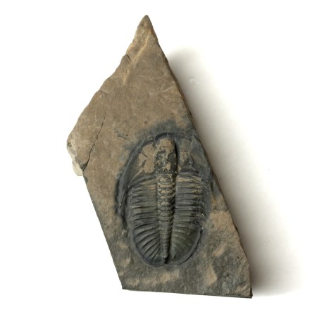 Ogygopsis typicalis