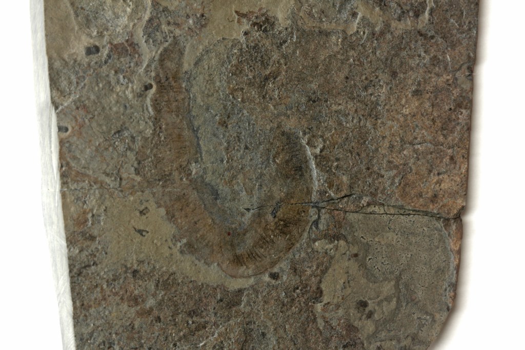 Ottoia