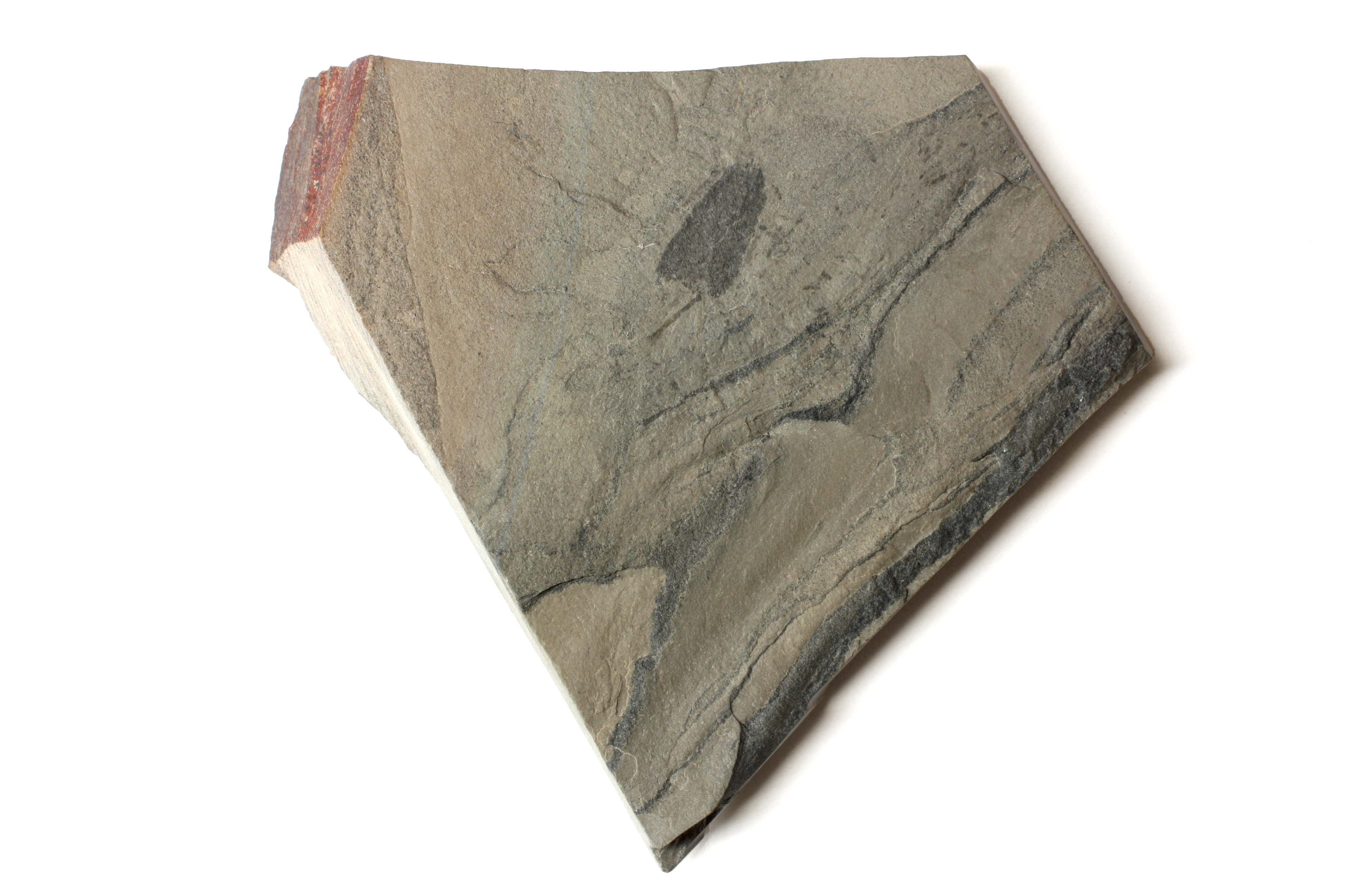 Polygoniella