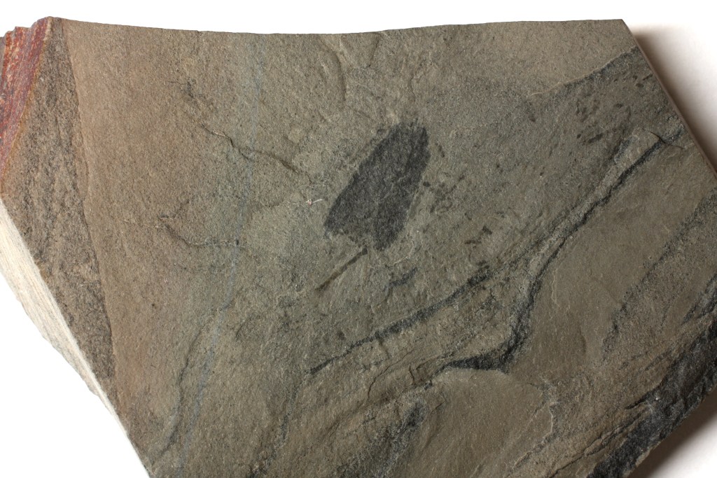 Polygoniella