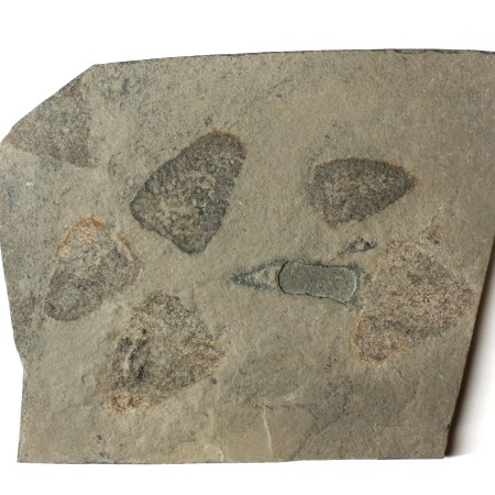 Polygoniella turrelli