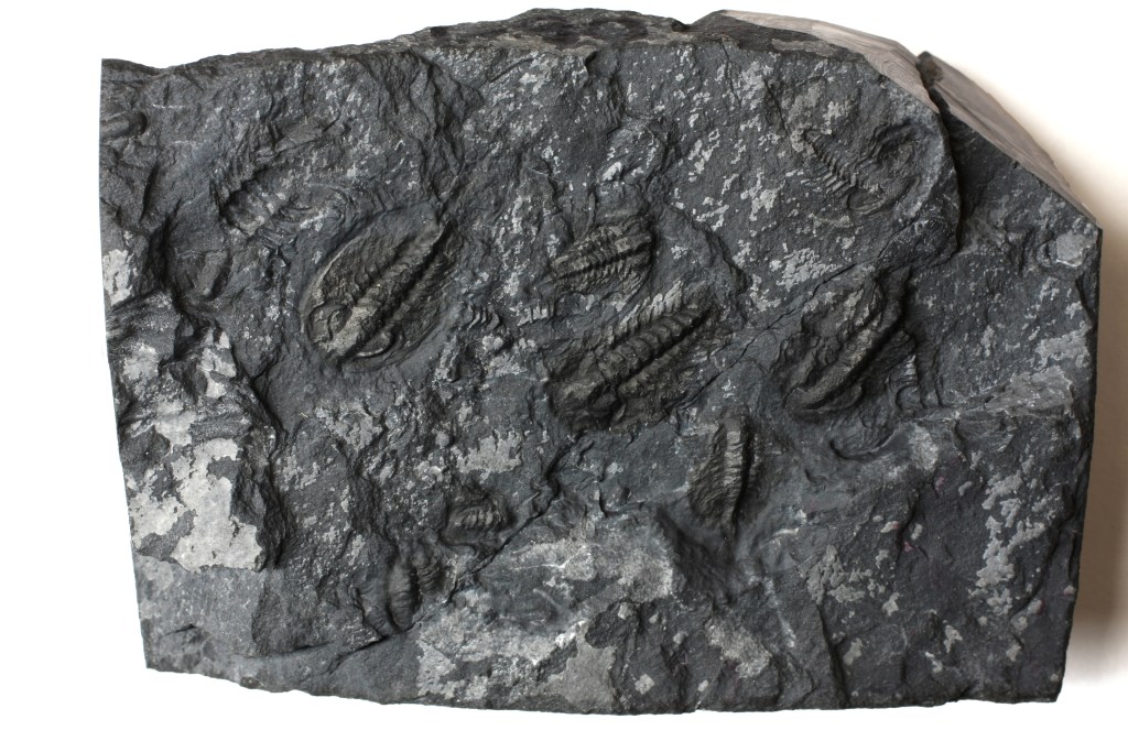 Washington State Zacanthoides