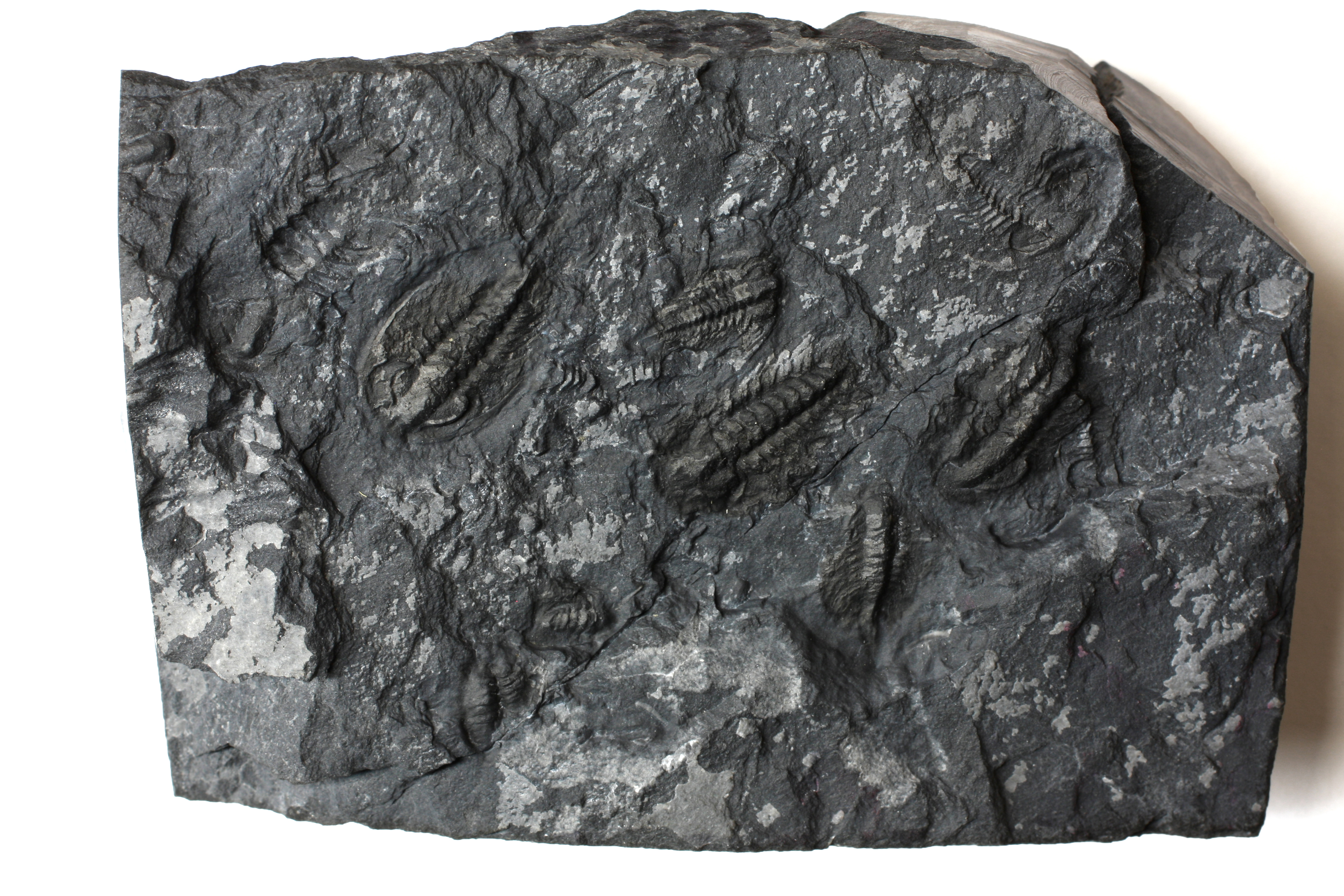 Washington State Zacanthoides