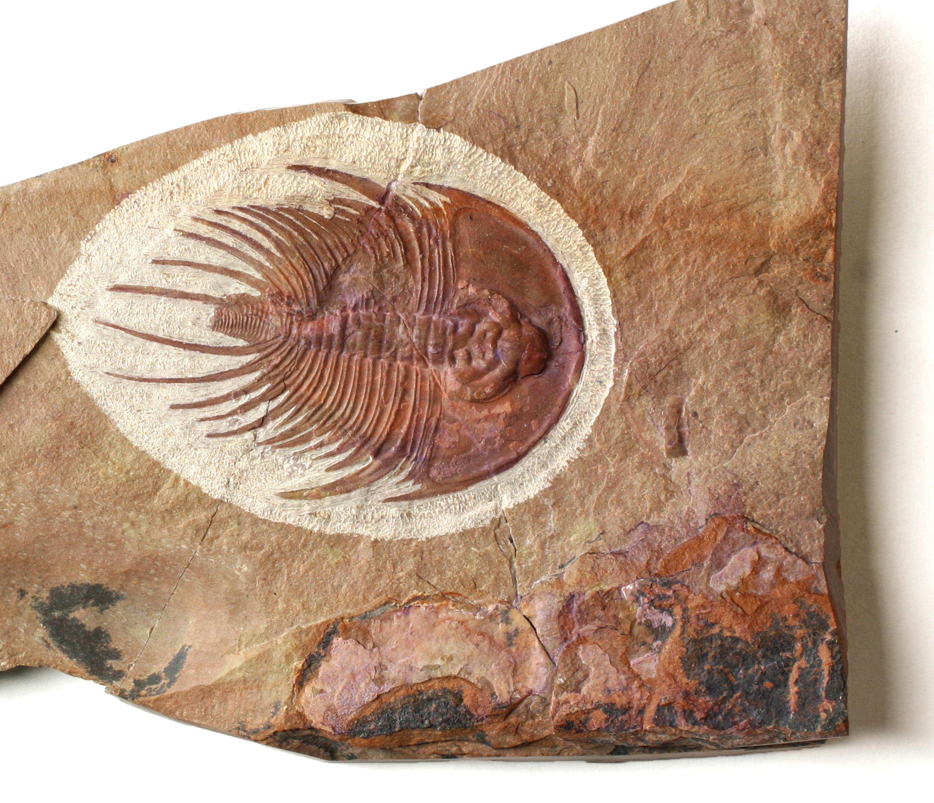 Olenellus fowleri