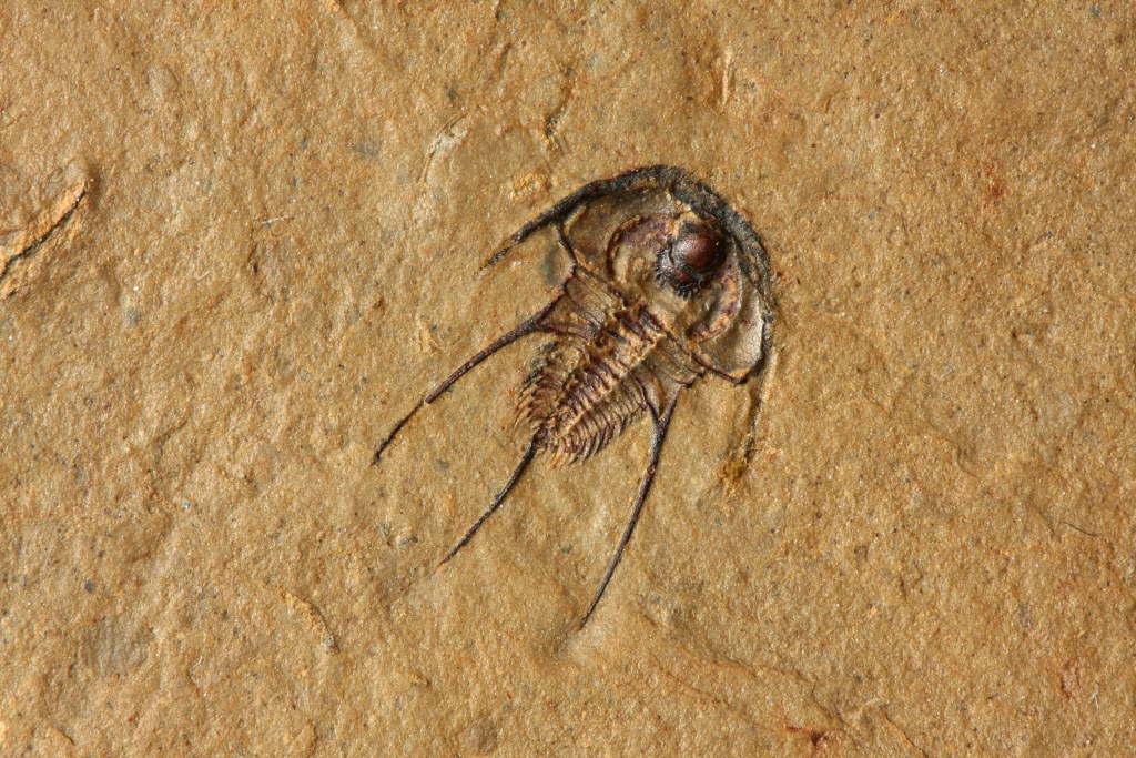 Olenellus terminatus