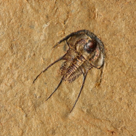 Olenellus terminatus