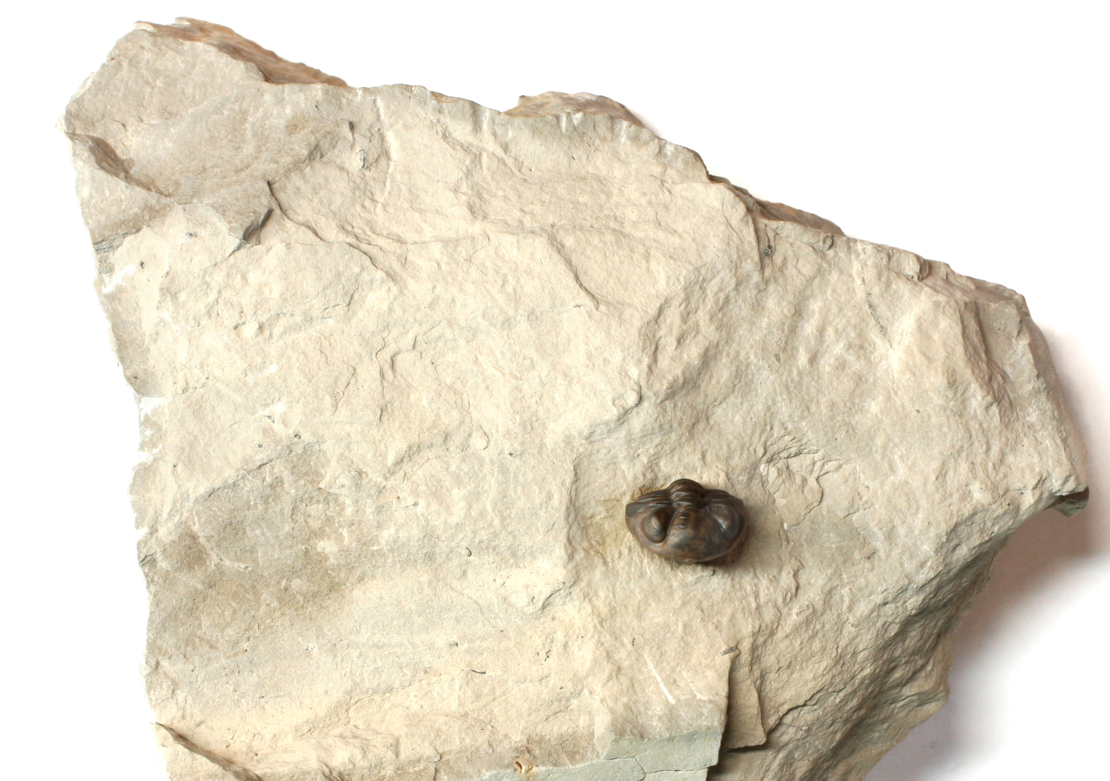 Acernaspis orestes