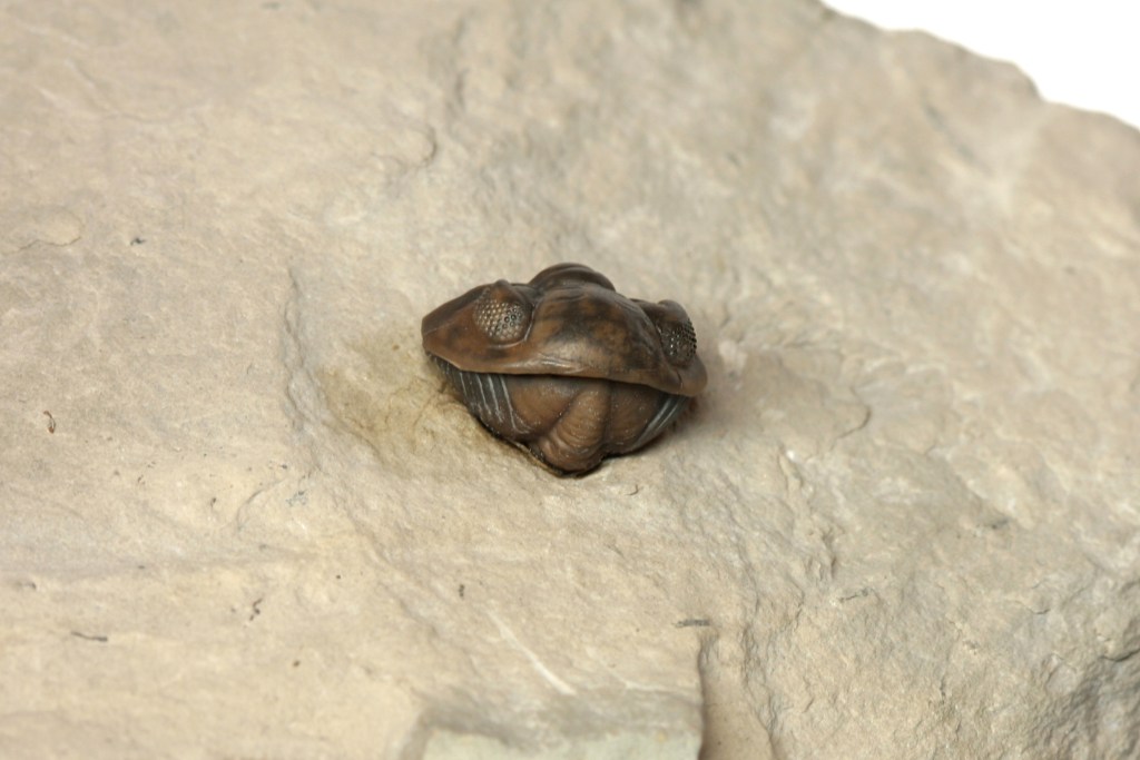 Acernaspis orestes