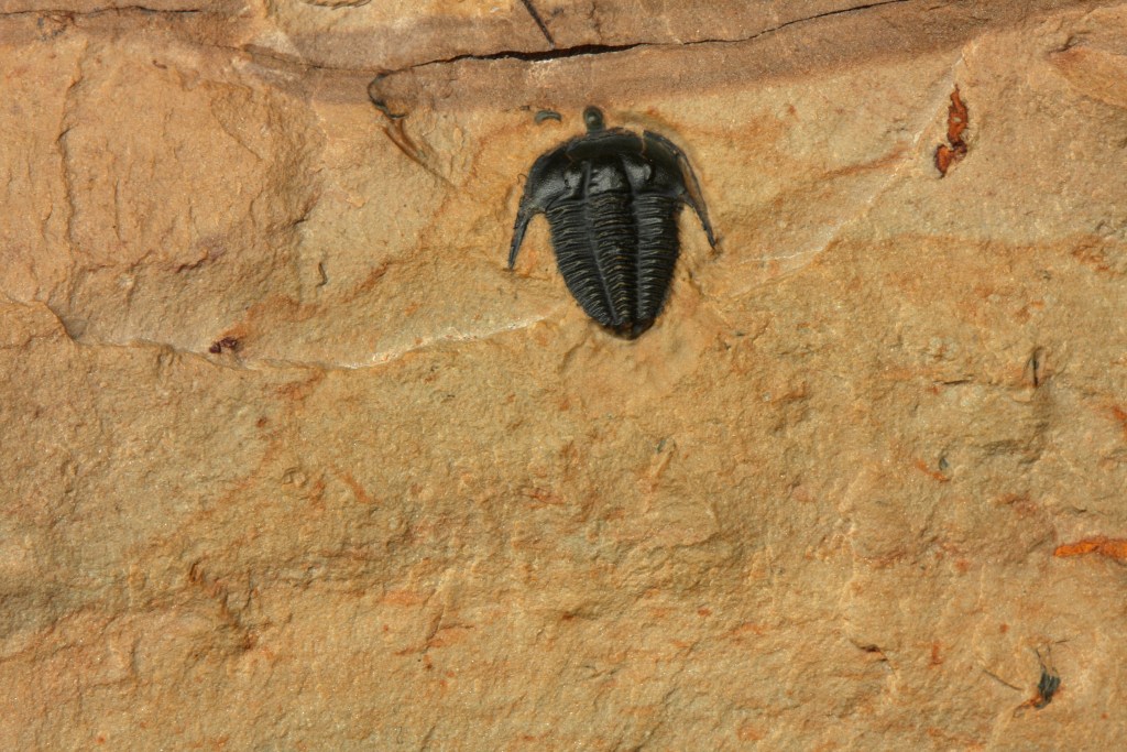Achlysopsis sp. trilobite