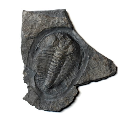 Athabaskia