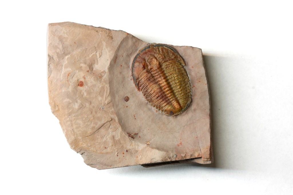 Elrathia kingii Trilobite