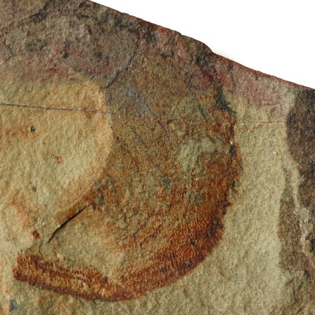 Eldonia