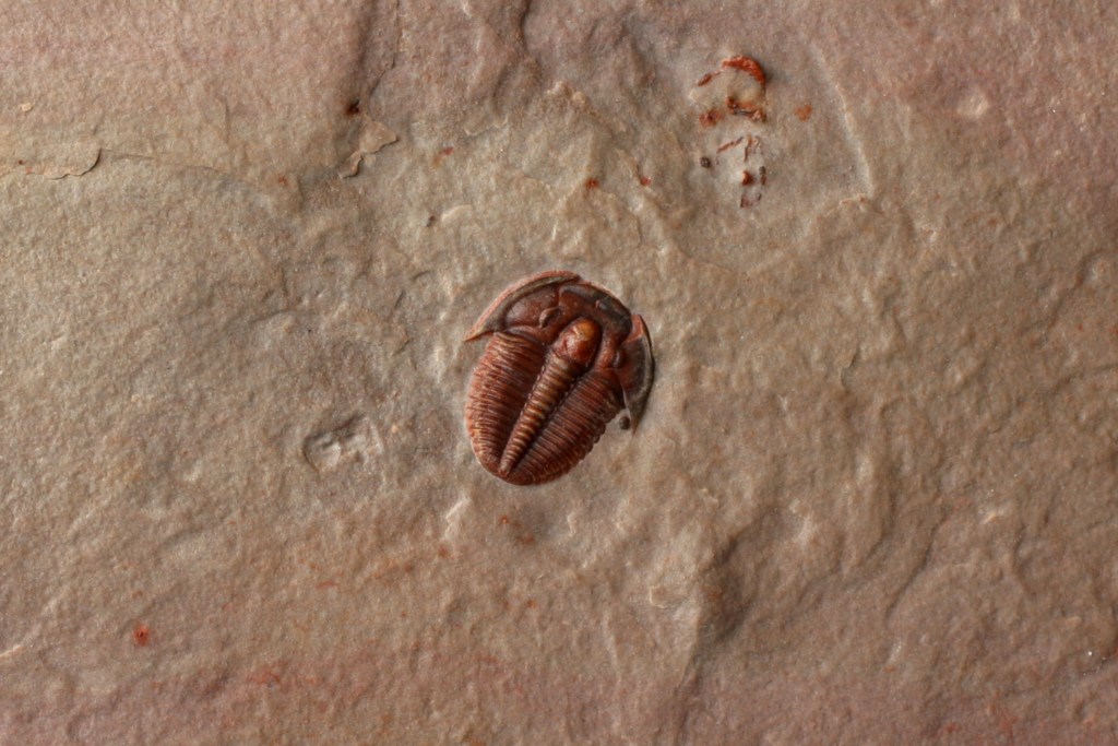 Elrathia kingii juvenile