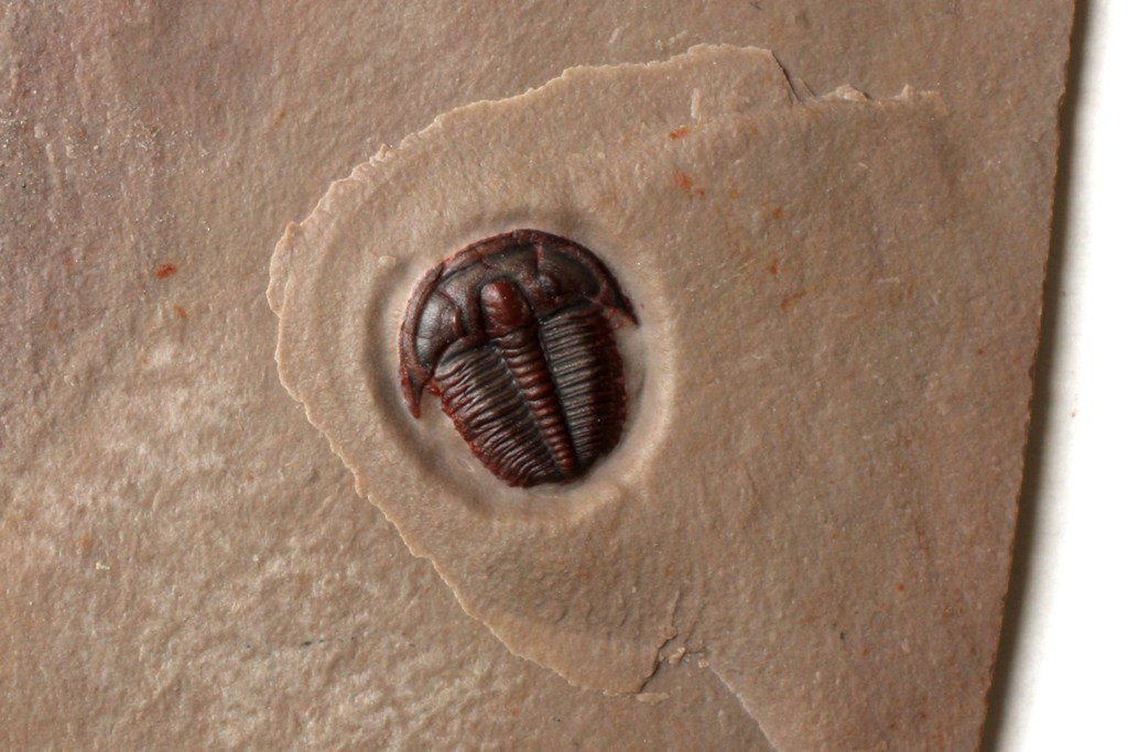 Elrathia kingii Juvenile Trilobite