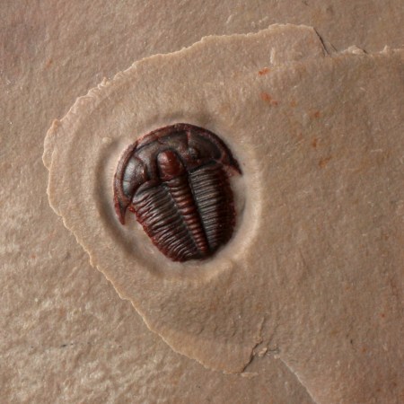 Elrathia kingii Juvenile Trilobite